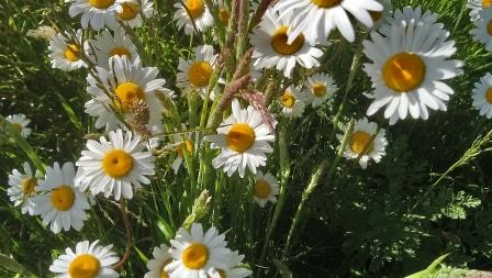 Ox-eye daisy